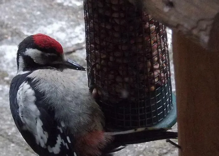 Tatil Evi De Hoeve Tonden