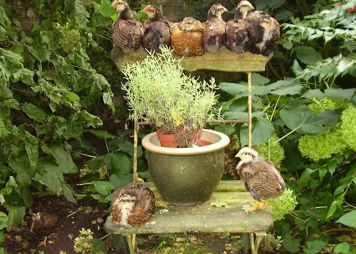 De Hoeve Tatil Evi Tonden