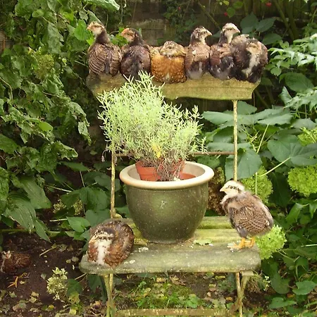 De Hoeve 度假居 Tonden