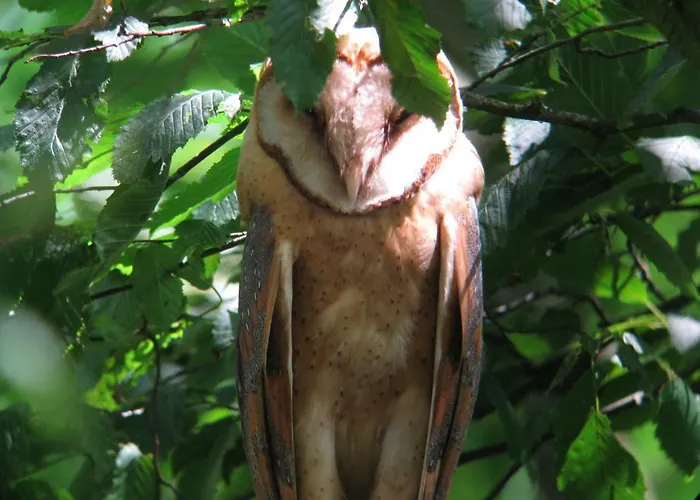 Semesterbostad De Hoeve